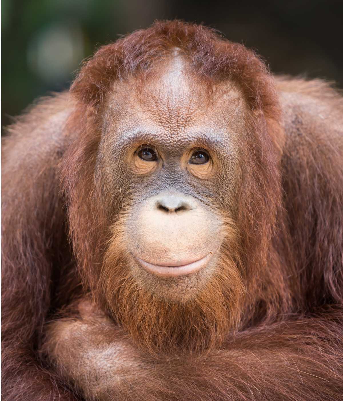 orangutan cincinnati zoo