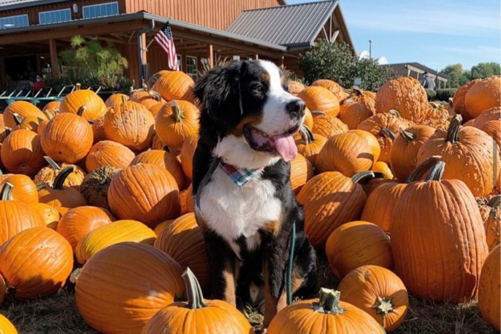 7 Best Cincinnati Pumpkin Patches & Fall Festivals All About Cincinnati