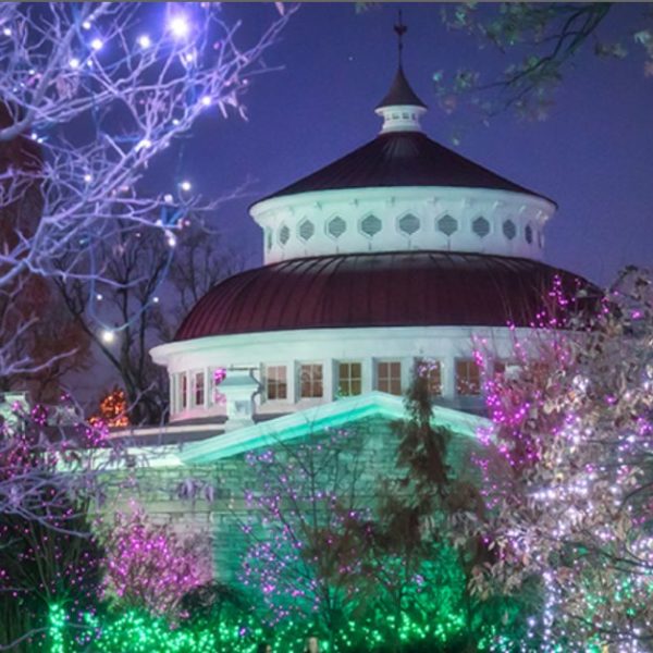 festival of lights at Cincinnati Zoo 2022