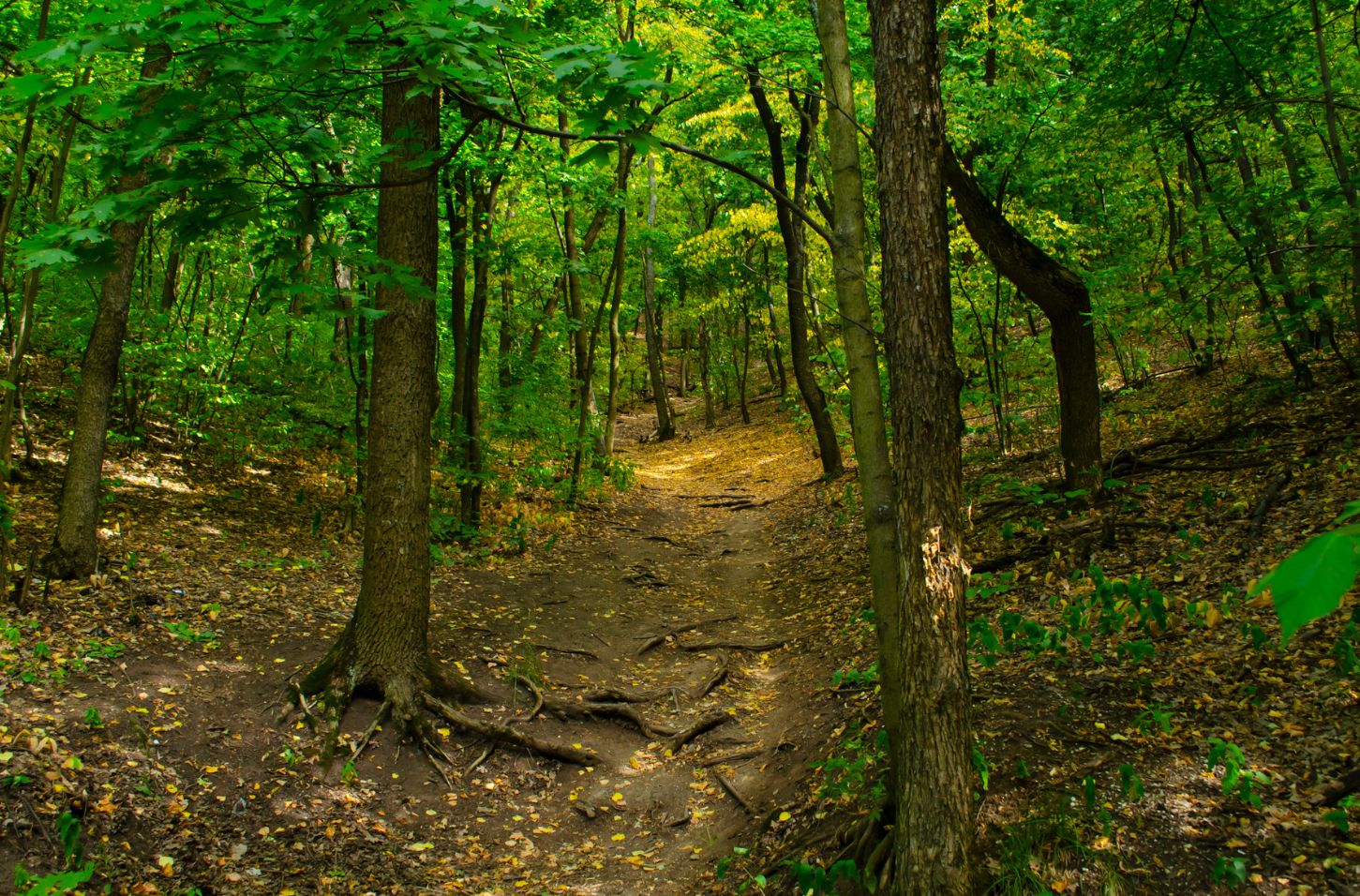 20 Reasons Why Burnet Woods Park is Cincinnati’s Urban Oasis (And You Need to Visit!)